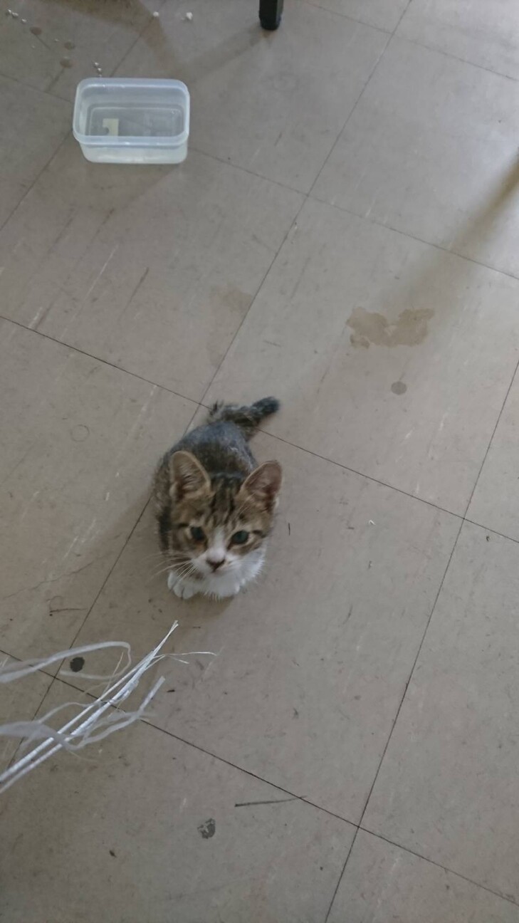 人なつっこい迷い猫 キジ 大阪府 猫の里親募集 ペットのおうち 月間利用者150万人