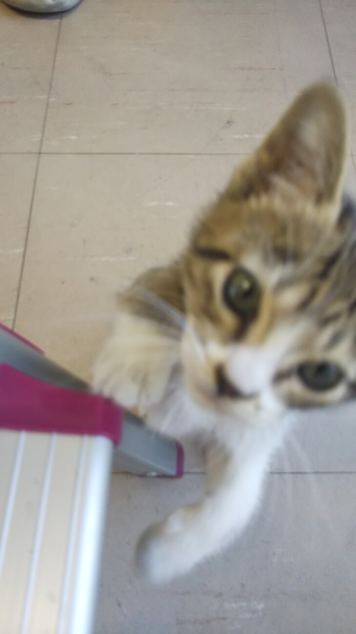 人なつっこい迷い猫 キジ 大阪府 猫の里親募集 ペットのおうち 月間利用者150万人