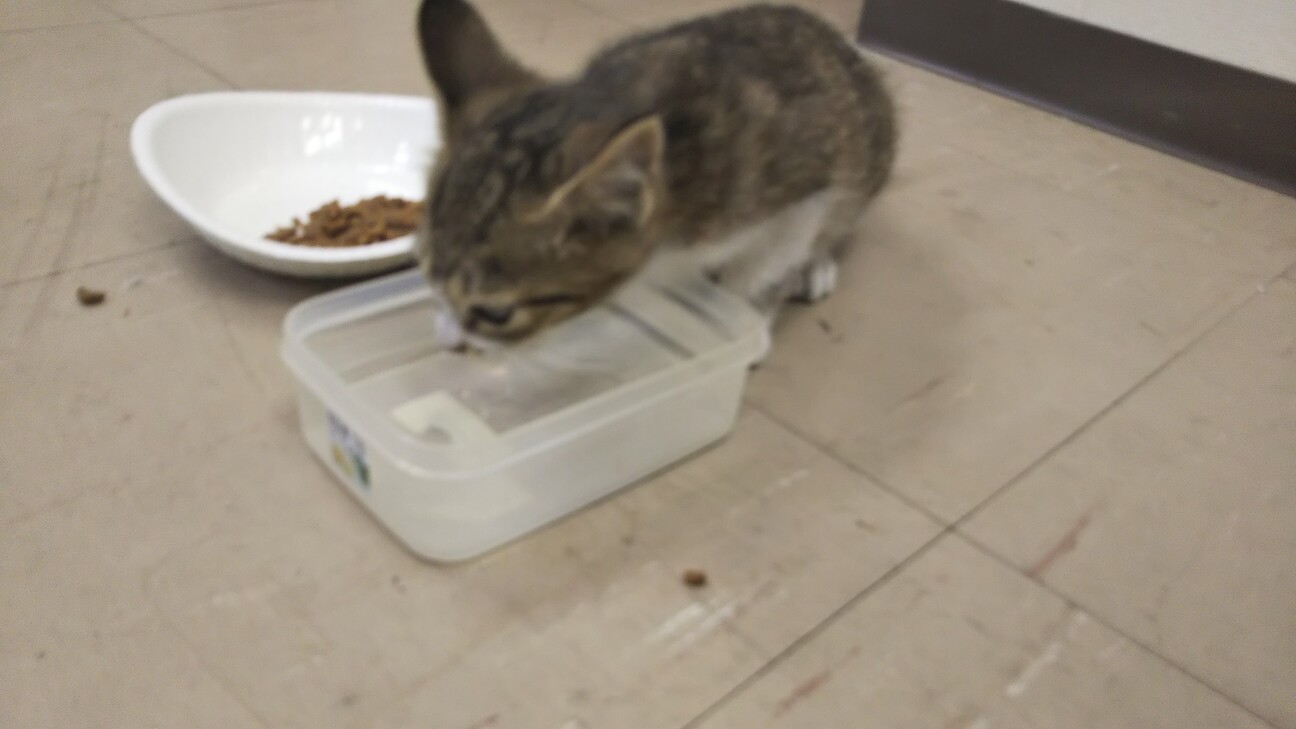 人なつっこい迷い猫 キジ 大阪府 猫の里親募集 ペットのおうち 月間利用者150万人