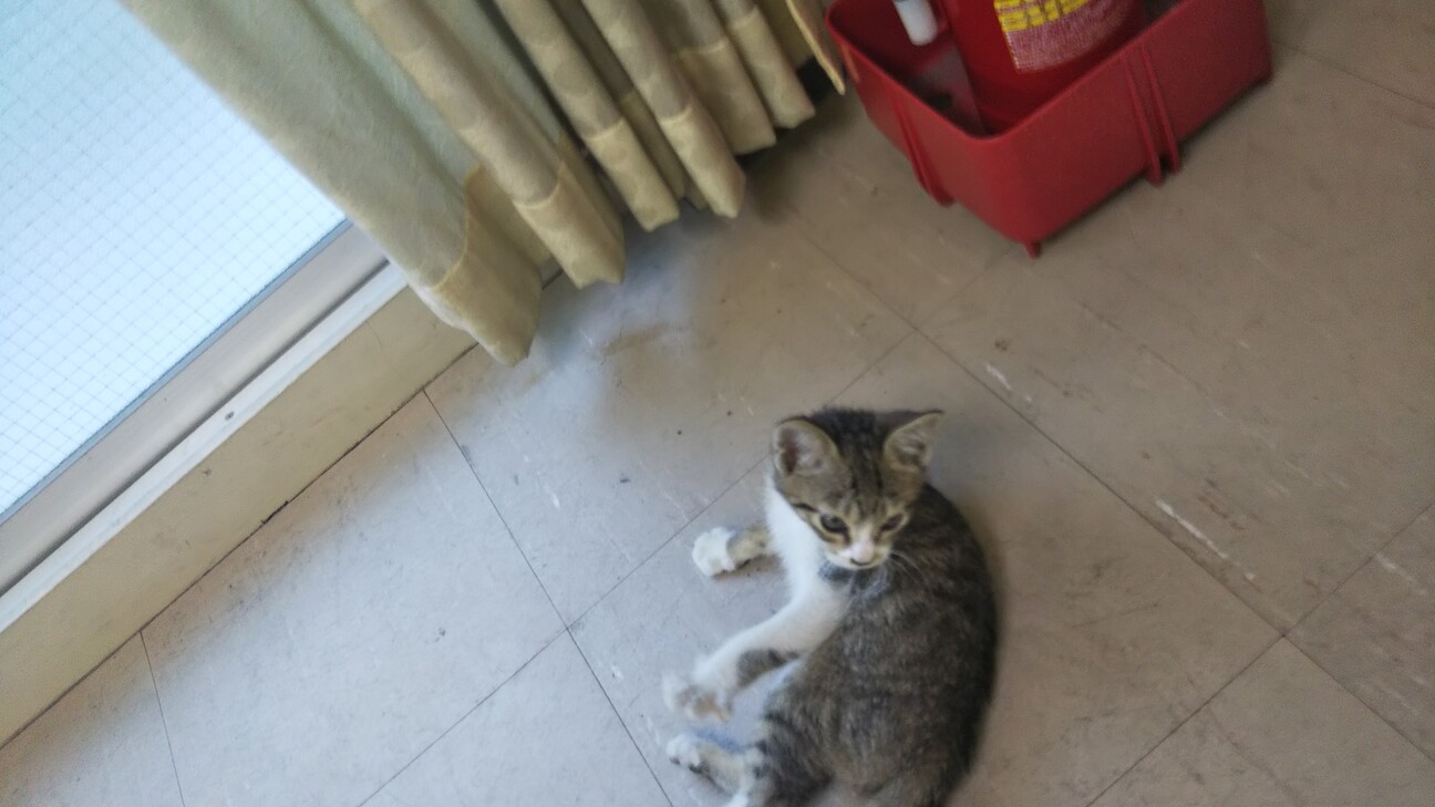 人なつっこい迷い猫 キジ 大阪府 猫の里親募集 ペットのおうち 月間利用者150万人