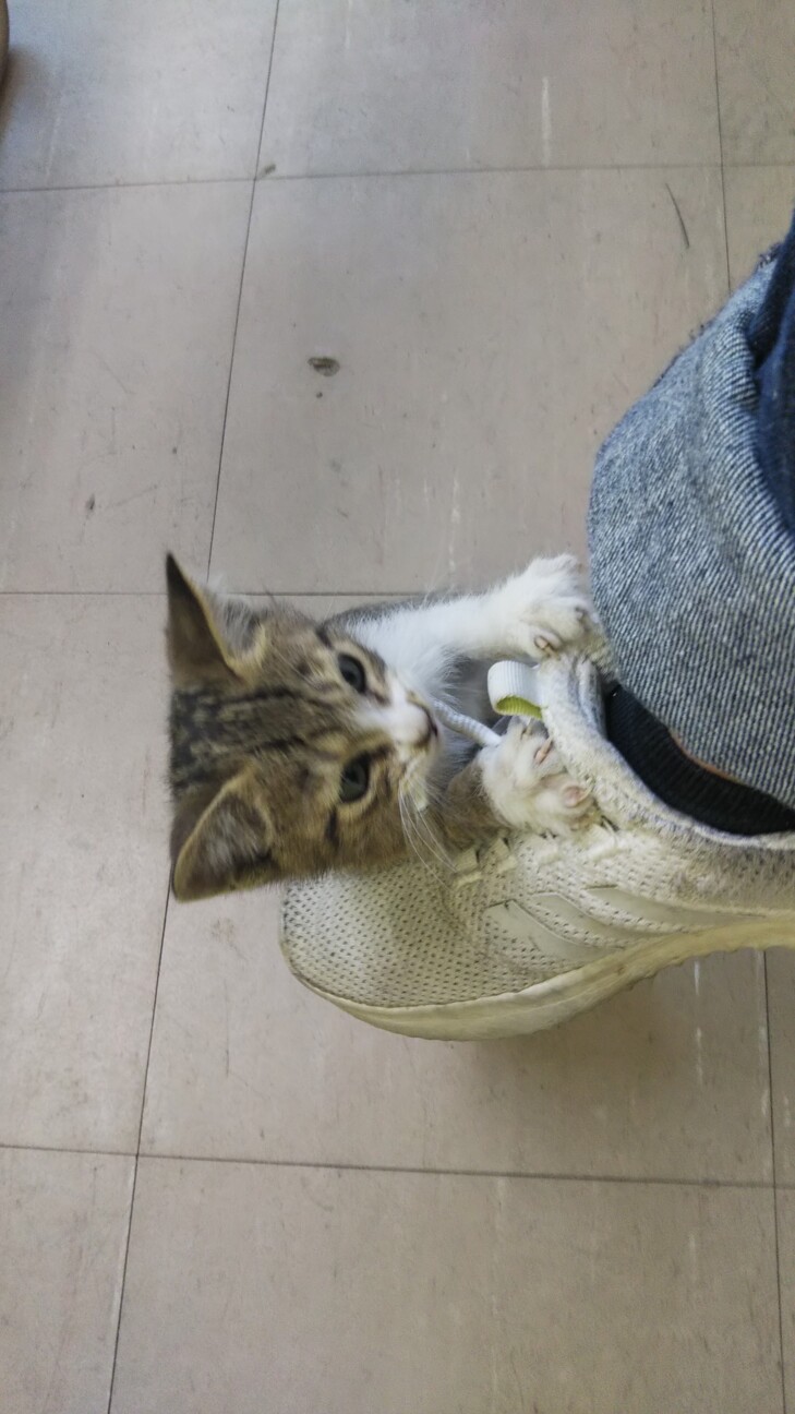 人なつっこい迷い猫 キジ 大阪府 猫の里親募集 ペットのおうち 月間利用者150万人