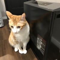 タビー