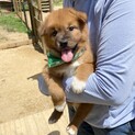 〈募集停止〉ダイちゃん1ヶ月半