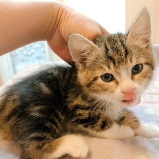 （募集一旦停止）生後2ヶ月☆ルーロくん