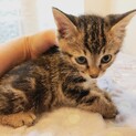 （募集一旦停止）生後2ヶ月☆ルンバくん
