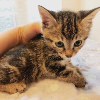 （募集一旦停止）生後2ヶ月☆ルンバくん