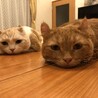 ミゾラム
