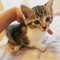 （募集一旦停止）生後2ヶ月☆シロちゃん