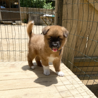 大人しいナーちゃん1ヶ月半