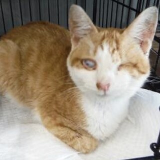 愛護団体様より引出し。成猫♂040