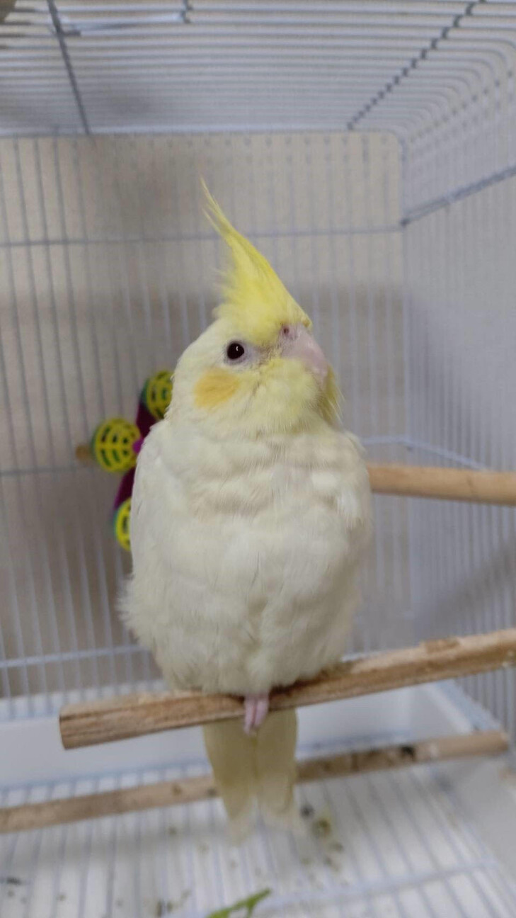 クリーム色のオカメインコです 茨城県 鳥の里親募集 ペットのおうち 月間利用者150万人