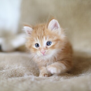 ふわふわ可愛い 茶トラ 沖縄県 猫の里親募集 ペットのおうち 月間利用者150万人