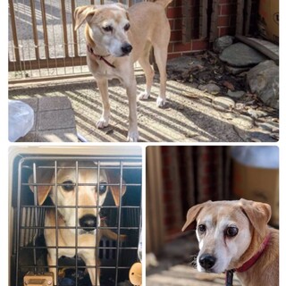 人懐こく甘えん坊ワンコ