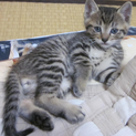 少し斑点のキジ子猫♂