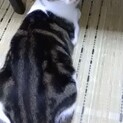 優しい猫ちゃんです！