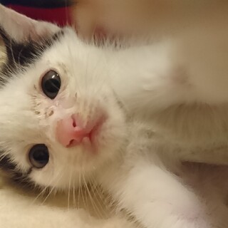 かわいいリボン柄がある人懐っこい男の子