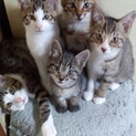 子猫たちの新しいおうちを探してます