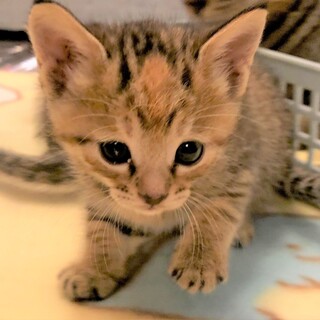 元気でかわいいキジトラ姉妹　お姉ちゃんの「みう」