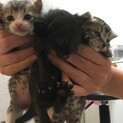 生後3週目　メスの子猫3匹