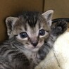 生後3週目　メスの子猫3匹 サムネイル2