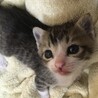 生後3週目　メスの子猫3匹 サムネイル3