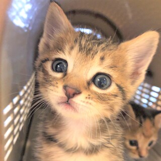 元気でかわいいキジトラ姉妹　お姉ちゃんの「みく」