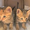 元気でかわいいキジトラ姉妹　お姉ちゃんの「みく」 サムネイル5