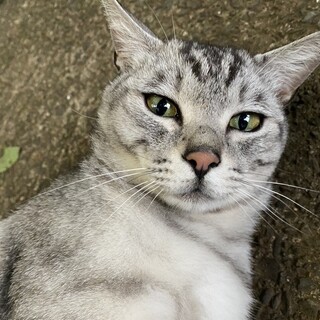 もう一度家猫に！アメショー風銀次くん兄弟ペアで