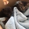 生後3週目　メスの子猫3匹 サムネイル5