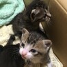 生後3週目　メスの子猫3匹 サムネイル6