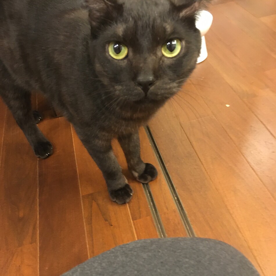 クロ助のカバー写真