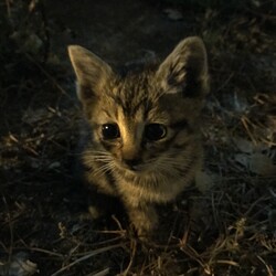 敷地内で野良猫が子猫を生んでいる