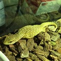 サバンナモニターのベビー