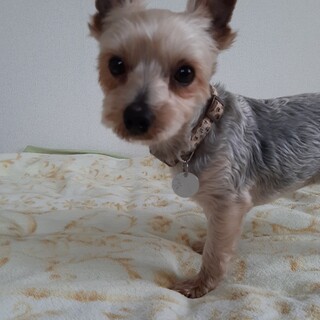 ヨーキーらしさいっぱい☆無邪気で元気なおーすけ君