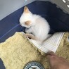 茶白トビ柄♂生後１ヶ月のかわいい子猫 サムネイル3