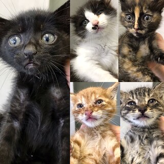 愛らしい５匹の子猫たち
