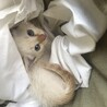 茶白トビ柄♂生後１ヶ月のかわいい子猫 サムネイル2