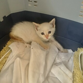 茶白トビ柄♂生後１ヶ月のかわいい子猫