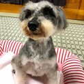 ミニチュアシュウザー 女の子 8才 