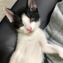 生後1ヶ月半、黒白のハチワレ男の子