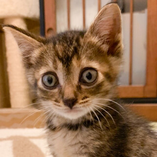 募集停止ゴロスリ可愛いキジトラ女子★ちび