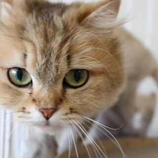 ブーケちゃん　推定7歳