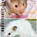 R2.5.24.25離乳後譲渡可