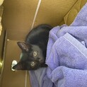 2ヶ月半の黒猫ちゃん