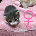 子猫 女の子♀
