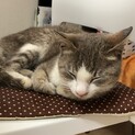 とっても人懐っこい猫ちゃん