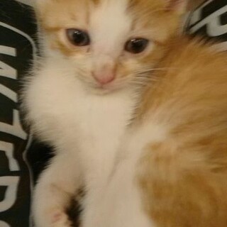 プチトマト君御家族決定