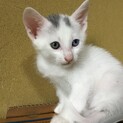 可愛い仔猫をお願いします。
