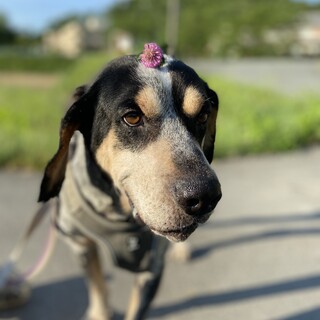 元気いっぱいまだ若いマロ吉です！