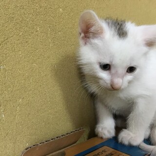 可愛い仔猫をお願いします。